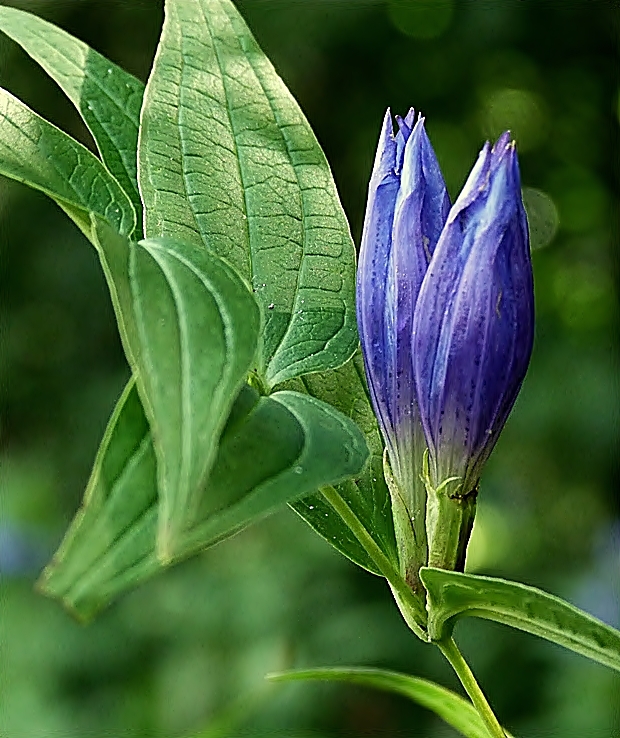 horec luskáčovitý Gentiana asclepiadea L.