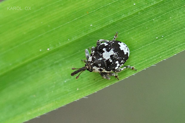 nosáčik Hadroplontus litura