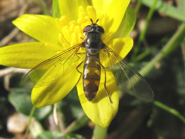 pestrica Platycheirus manicatus