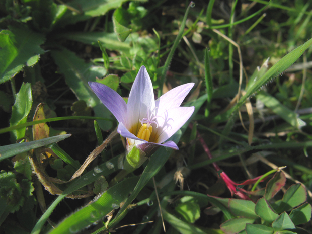 - Romulea bulbocodium (L.) Sebast. &amp; Mauri