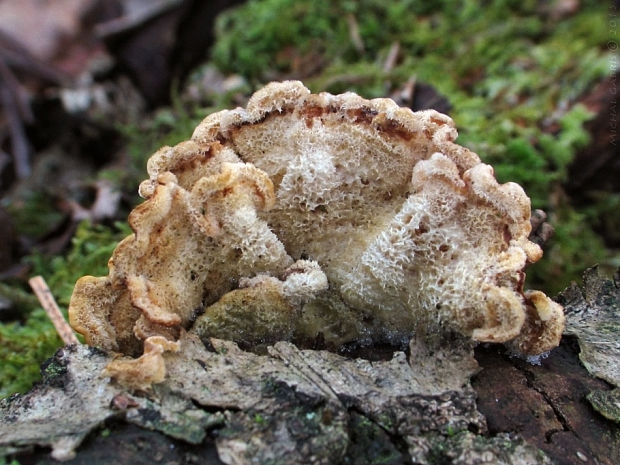 pevník chlpatý Stereum hirsutum (Willd.) Pers.