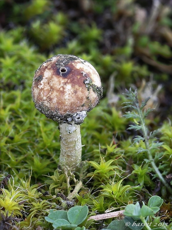 stopkovec zimný Tulostoma brumale Pers.