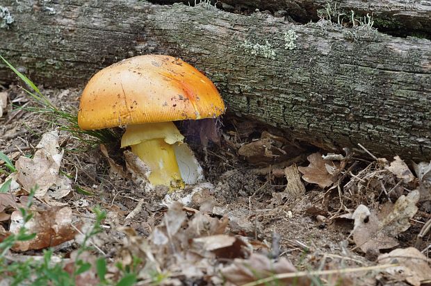 muchotrávka cisárska Amanita caesarea (Scop.) Pers.