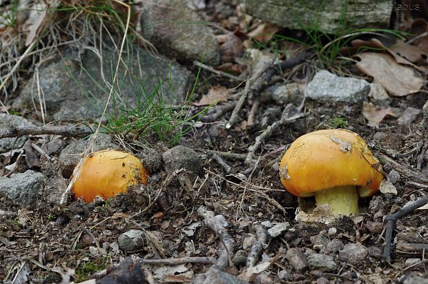 muchotrávka cisárska Amanita caesarea (Scop.) Pers.