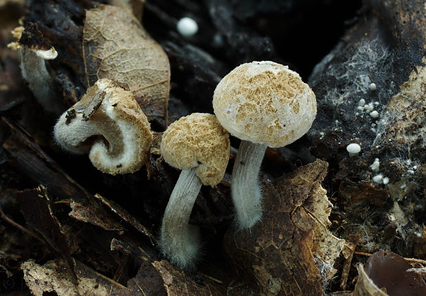 príživnica prášnicovitá Asterophora lycoperdoides (Bull.) Ditmar