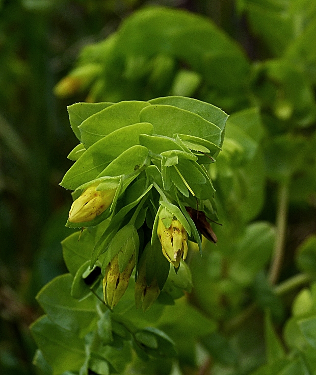 voskovka menšia Cerinthe minor L.