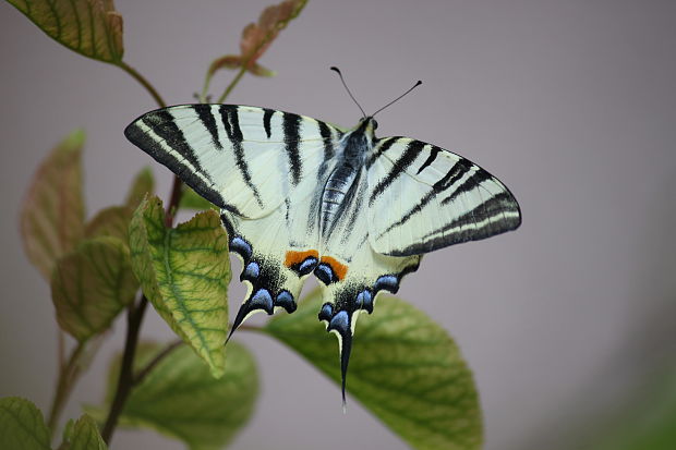 vidlochvost ovocný  Iphiclides podalirius