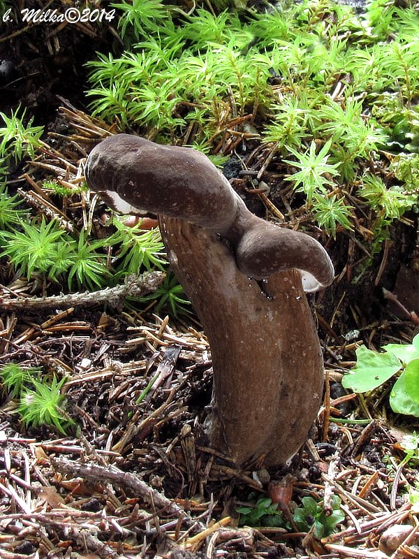 rýdzik čiernozamatový Lactarius lignyotus Fr.