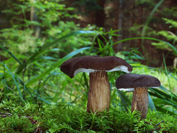 rýdzik čiernozamatový Lactarius lignyotus Fr.