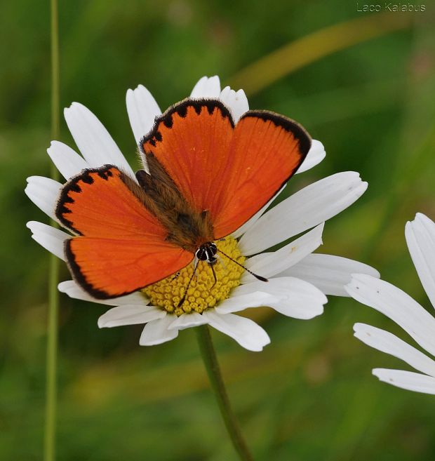 ohniváčik zlatobyľový  Lycaena virgaureae