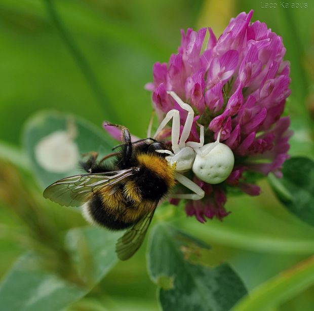 kvetárik dvojtvarý Misumena vatia