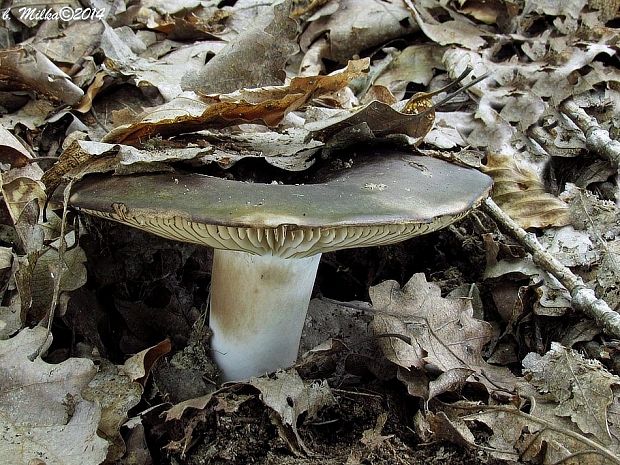 plávka černejúca Russula nigricans Fr.