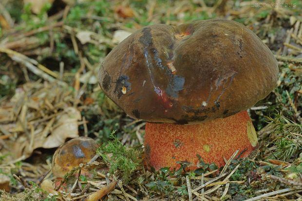 hríb zrnitohlúbikový Sutorius luridiformis (Rostk.) G. Wu & Zhu L. Yang