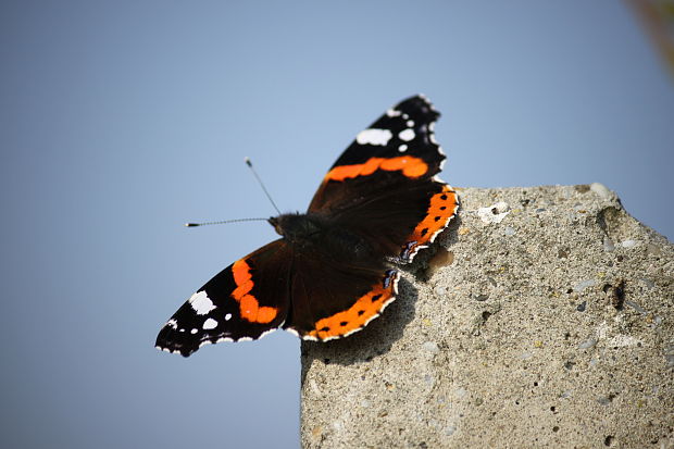 babôčka admirálska  Vanessa atalanta