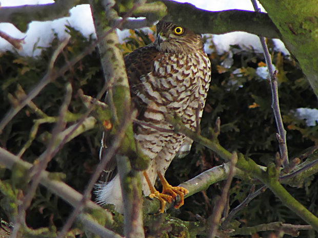 krahujec obecný Accipiter nisus