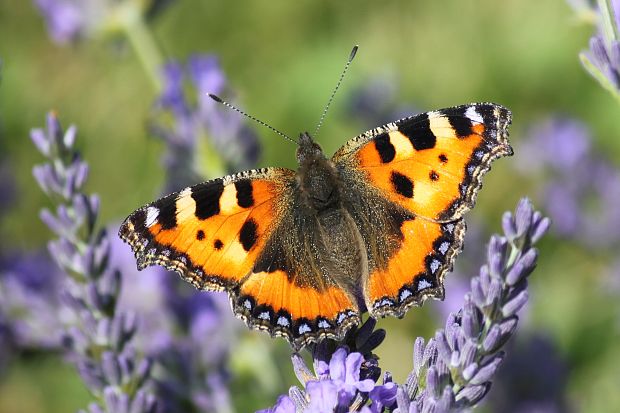 babôčka pŕhľavová  Aglais urticae