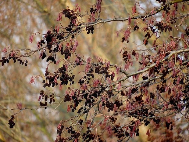 jelša lepkavá Alnus glutinosa (L.) Gaertn.