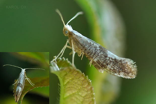 priadzovček krovinový  Argyresthia spinosella