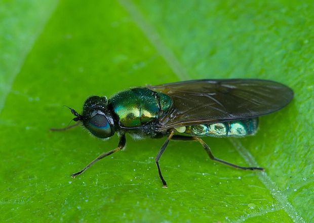 bránivka zelenkastá Chloromyia formosa