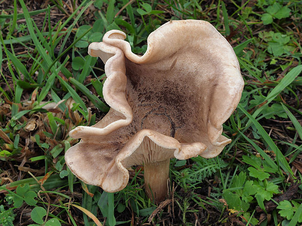 machovec hnedosivý Clitocella popinalis (Fr.) Kluting, T.J. Baroni & Bergemann