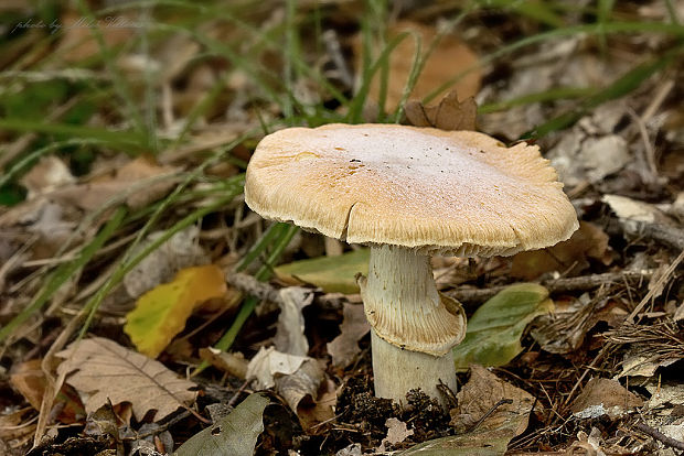 pavučinovec inovaťový Cortinarius caperatus (Pers.) Fr.