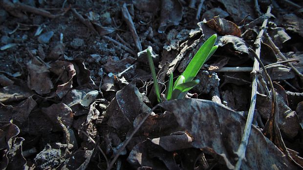 snežienka jarná Galanthus nivalis L.