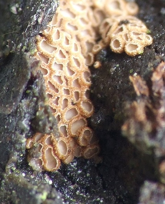 padrobnica Merismodes sp.