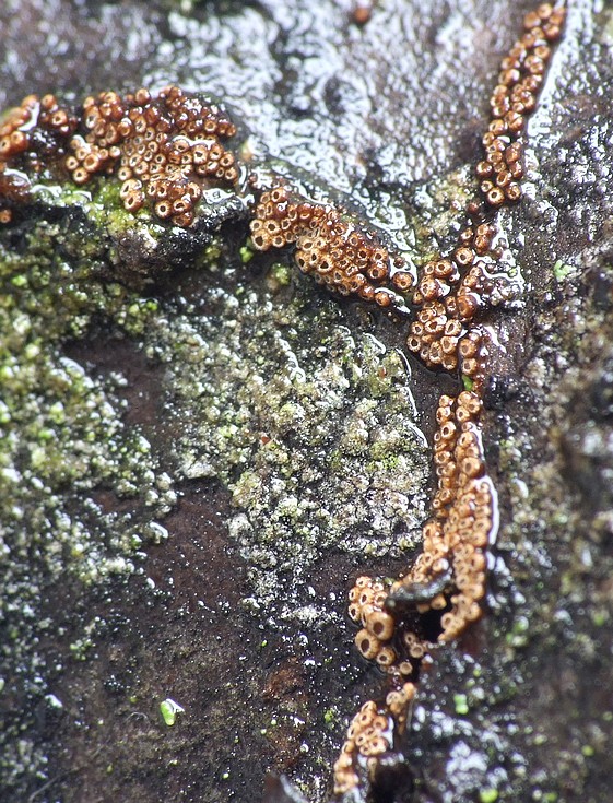 padrobnica Merismodes sp.