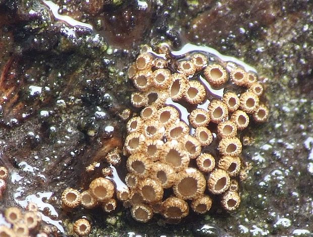 padrobnica Merismodes sp.