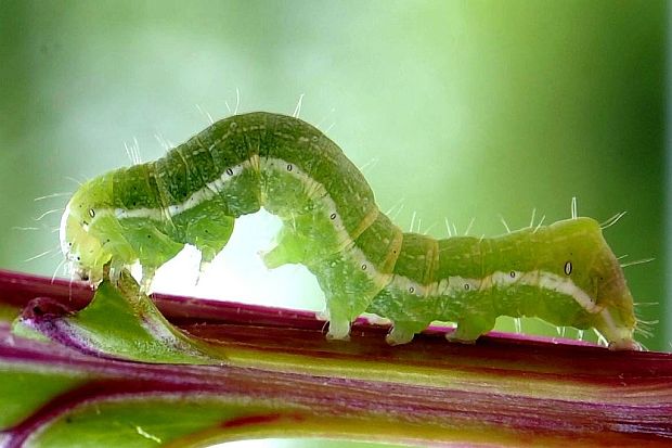 siatica čakanková Ochropleura plecta