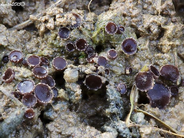 chlpanka veľkovýtrusná Pseudombrophila hepatica (Batsch) Brumm.