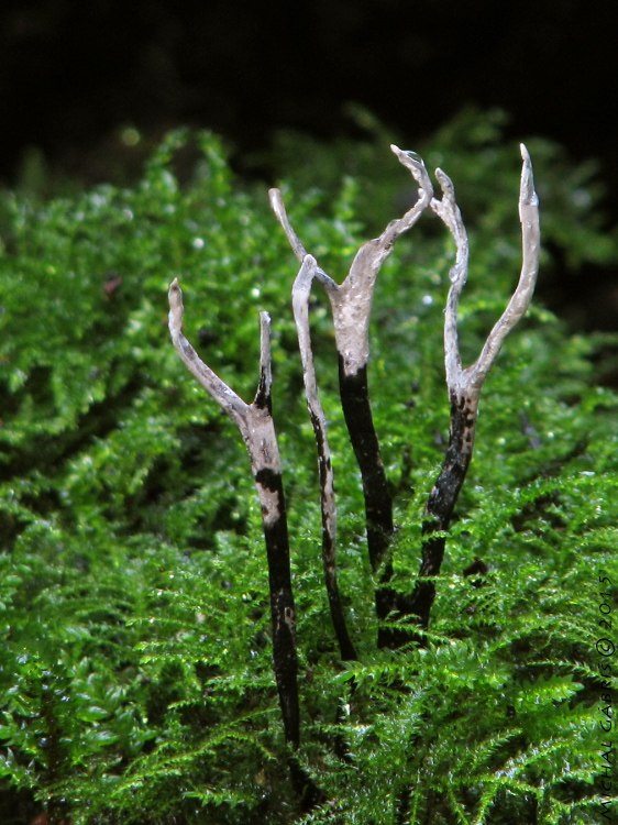 drevnatec parohatý Xylaria hypoxylon (L.) Grev.