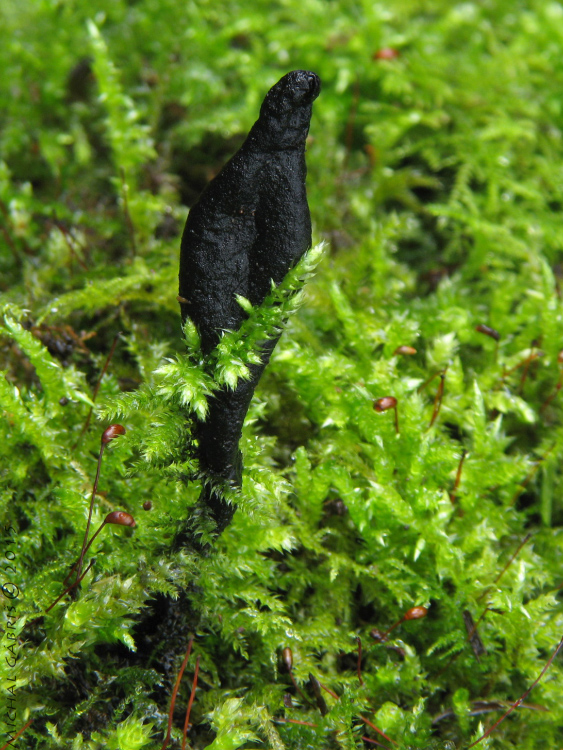 drevnatec štíhly Xylaria longipes Nitschke