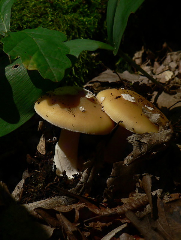 muchotrávka slamovožltá Amanita gemmata (Fr.) Bertill.