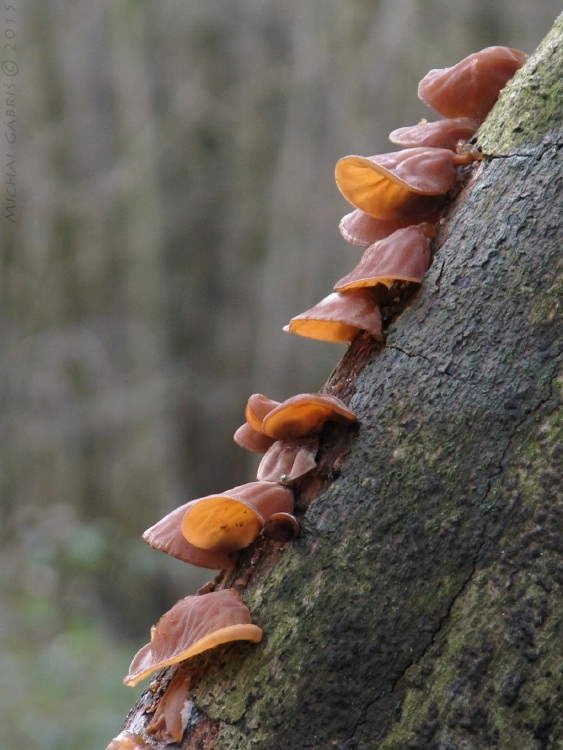 uchovec bazový Auricularia auricula-judae (Bull.) Quél.