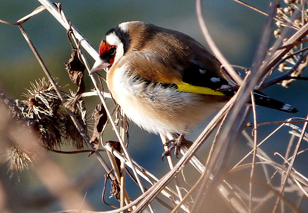 stehlík pestrý Carduelis carduelis