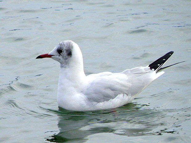 čajka smejivá Chroicocephalus ridibundus