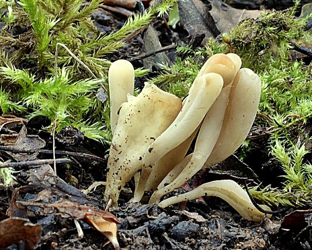 kyjačik Clavaria sp.