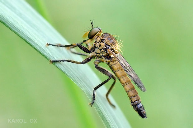 muchárka Dysmachus bifurcus