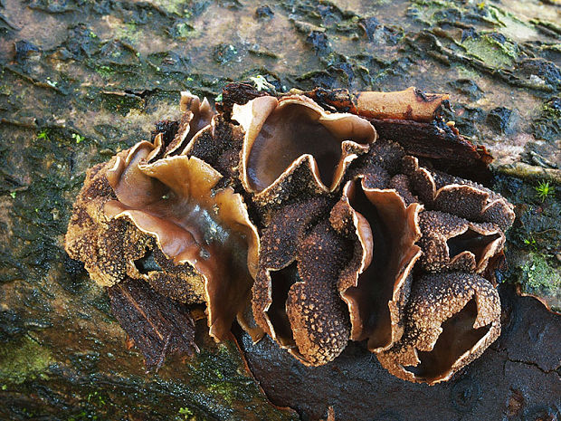 dutinovka otrubnatá Encoelia furfuracea (Roth) P. Karst.