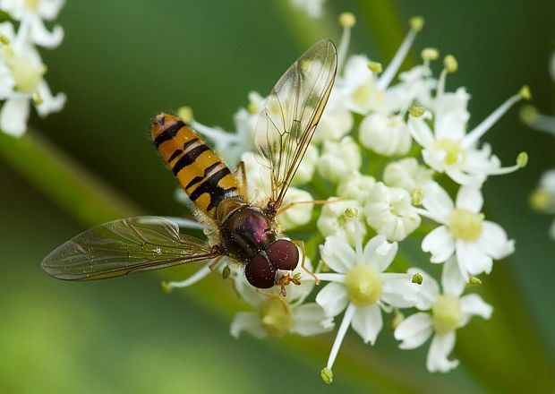 pestrica pruhovaná Episyrphus balteatus