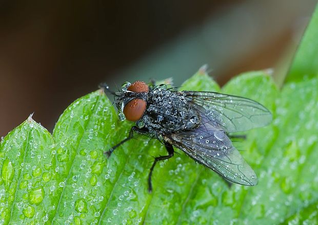 bystruša Exorista larvarum