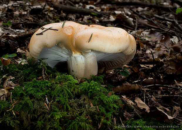 šťavnačka oranžová Hygrophorus abieticola Krieglst. ex Gröger & Bresinsky