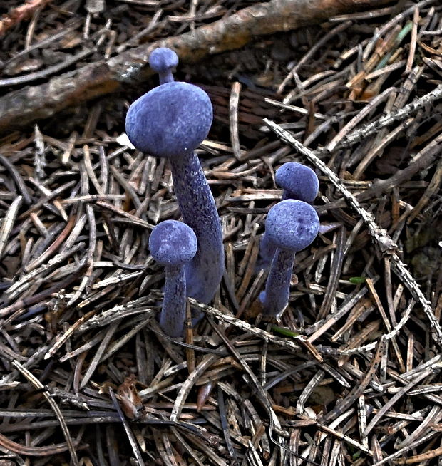 lakovka ametystová Laccaria amethystina (Huds.) Cooke