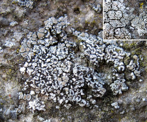 lekanora Lecanora cf. albescens (Hoffm.) Branth & Rostr.