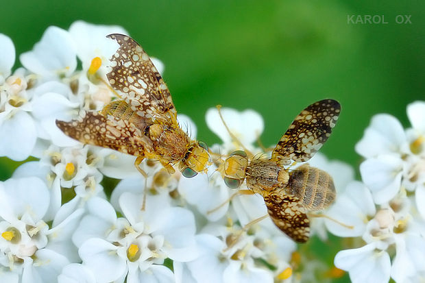 vrtivka Oxyna flavipennis