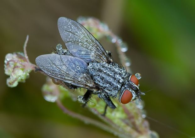 mäsiarka obyčajná Sarcophaga carnaria