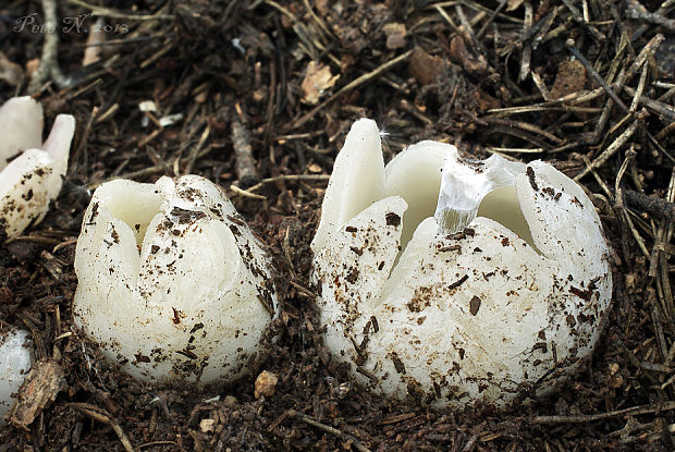 tulipánovka fialová Sarcosphaera coronaria (Jacq.) J. Schröt.