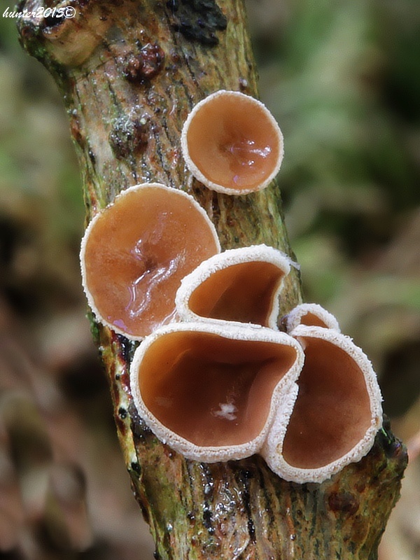 škľabka plstnatá Schizophyllum amplum (Lév.) Nakasone