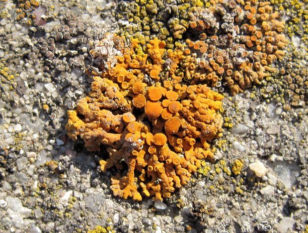 diskovník oranžový Xanthoria elegans (Link) Th. Fr.